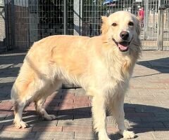  CANE METICCIO - 4/4