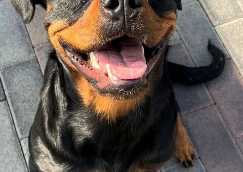 CANE ROTTWEILER