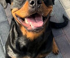  CANE ROTTWEILER - 1/4
