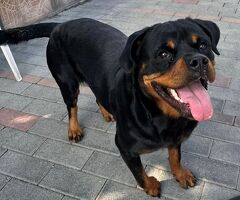  CANE ROTTWEILER - 2/4