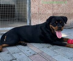  CANE ROTTWEILER - 3/4