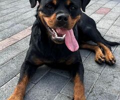  CANE ROTTWEILER - 4/4