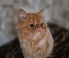 Persiani
