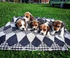 Beagle tricolore cuccioli