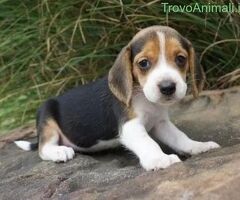 Beagle tricolore cuccioli - 2/3