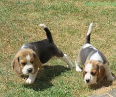 Beagle tricolore cuccioli - 3/3