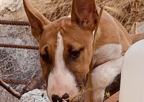 Bull terrier