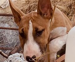 Bull terrier - 1/4