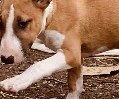 Bull terrier - 2/4