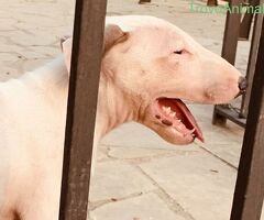 Bull terrier - 3/4