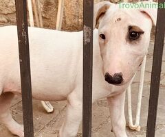 Bull terrier - 4/4