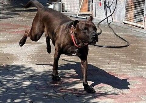  CANE METICCIO