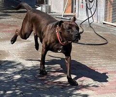  CANE METICCIO