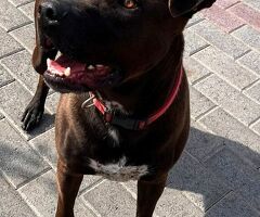  CANE METICCIO - 2/4