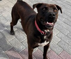  CANE METICCIO - 3/4