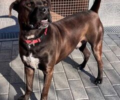  CANE METICCIO - 4/4