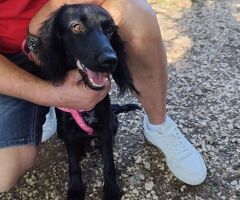 KEYLI cucciola taglia piccola