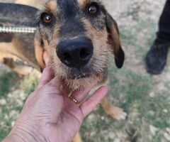  Segugina a pelo ruvido