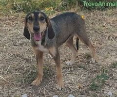  Segugina a pelo ruvido - 2/4