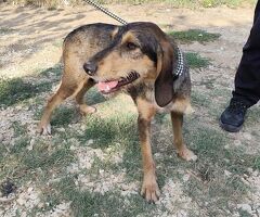  Segugina a pelo ruvido - 4/4
