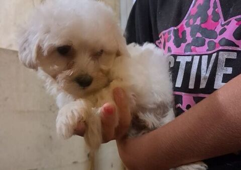 Maltipoo taglia piccola
