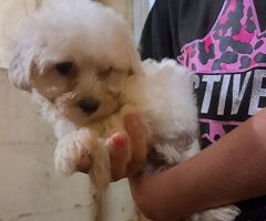Maltipoo taglia piccola