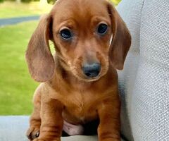 Bassotto nano cuccioli