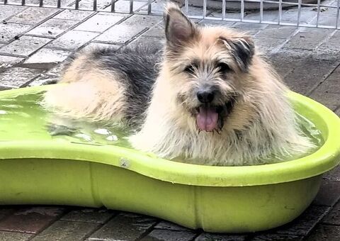  CANE METICCIO