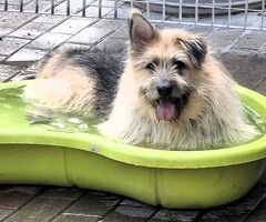  CANE METICCIO - 1/4