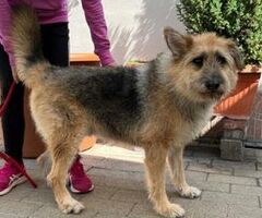  CANE METICCIO - 2/4
