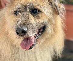  CANE METICCIO - 3/4