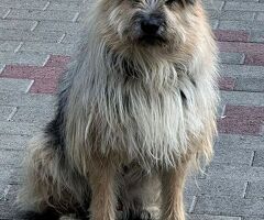  CANE METICCIO - 4/4
