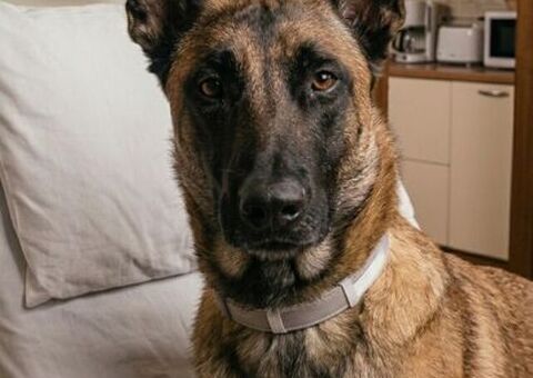 Pastore Belga Malinois