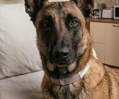 Pastore Belga Malinois - 1/3