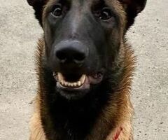 Pastore Belga Malinois - 2/3