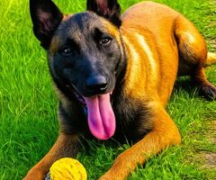 Pastore Belga Malinois - 3/3