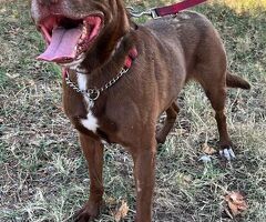  CANE METICCIO - 2/4