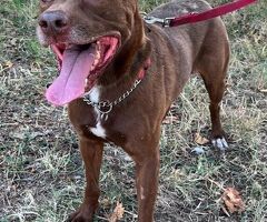  CANE METICCIO - 3/4