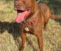  CANE METICCIO - 4/4