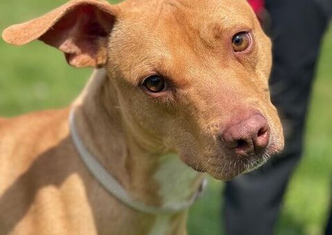  CANE PIT BULL