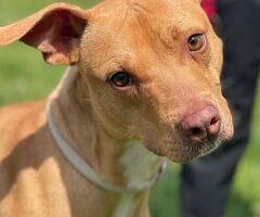  CANE PIT BULL