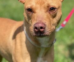  CANE PIT BULL - 2/4