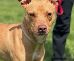  CANE PIT BULL - 3/4