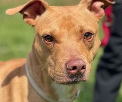  CANE PIT BULL - 4/4