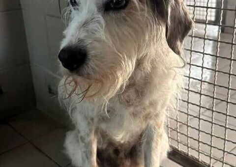  CANE METICCIO