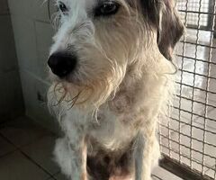  CANE METICCIO - 1/4