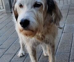  CANE METICCIO - 2/4