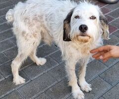  CANE METICCIO - 3/4