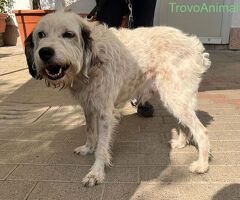  CANE METICCIO - 4/4