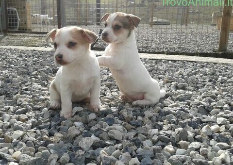 Jack Russell cuccioli